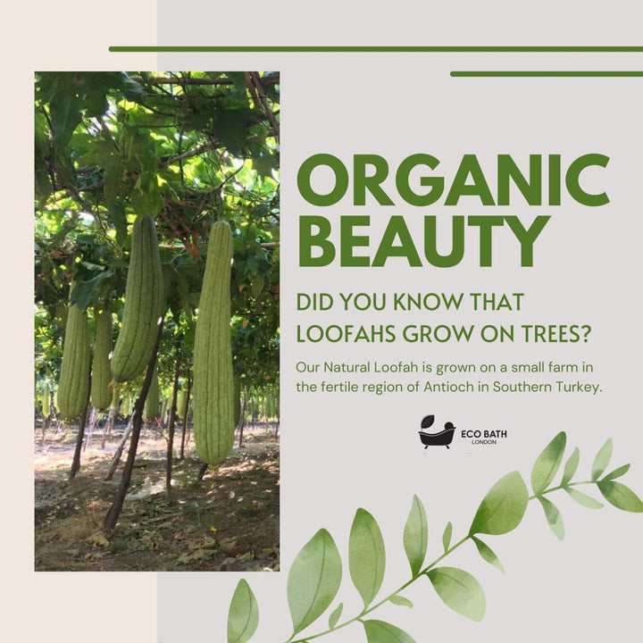 Eco Bath Home Grown Natural Loofah