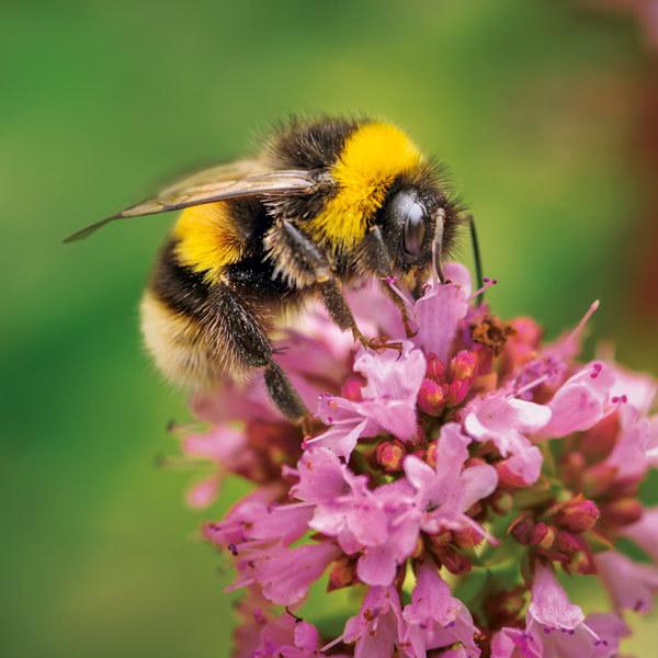 Wildlife Trust Buff-Tailed Bee Greeting Card