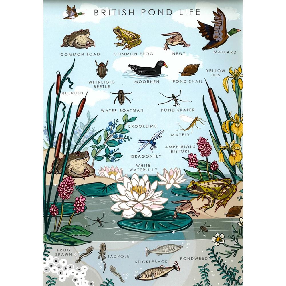 British Pond Life
