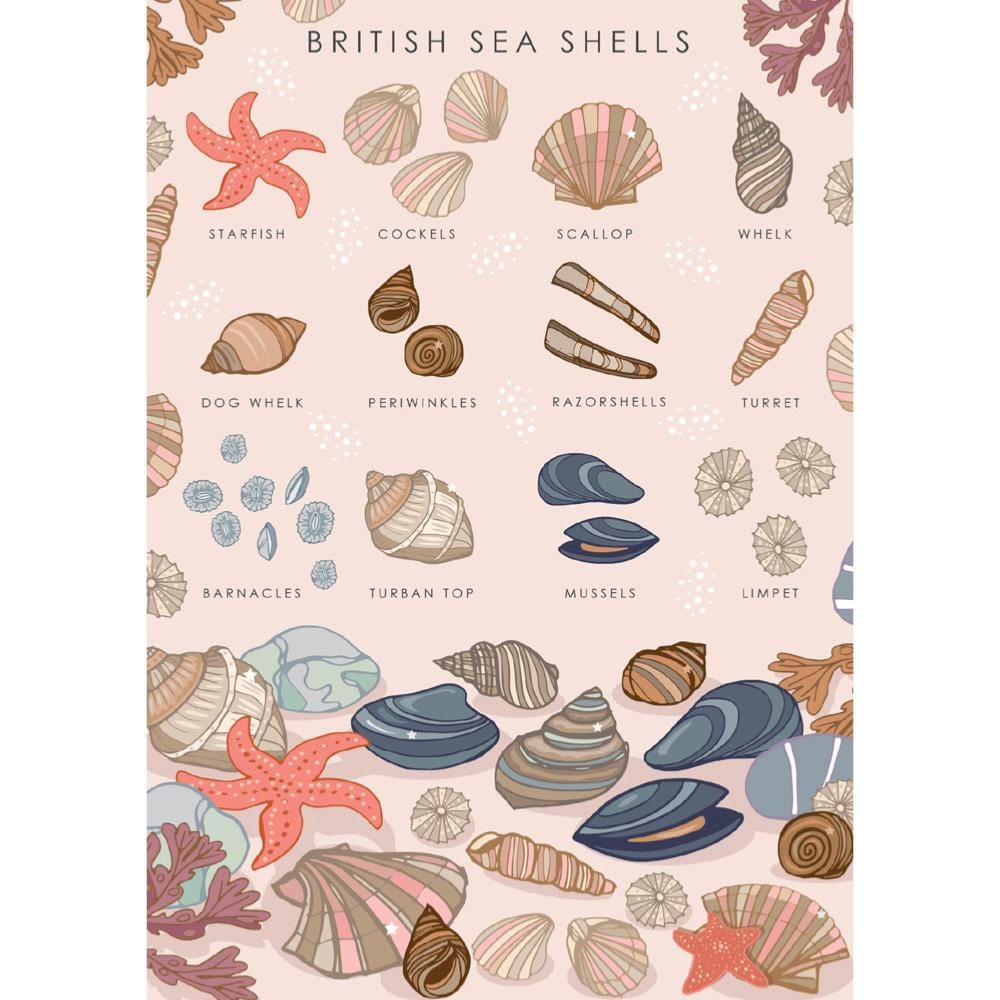 British Sea Shells