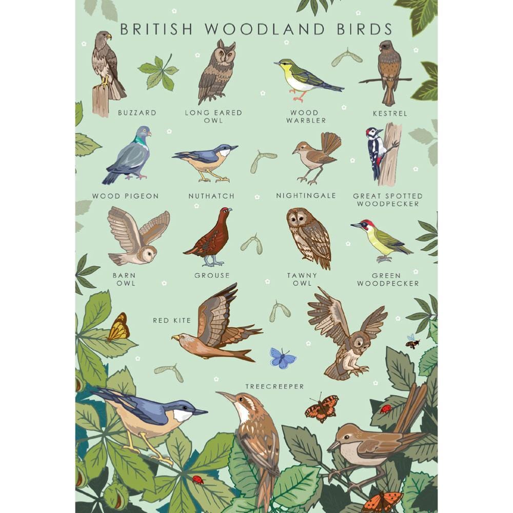 British Woodland Birds