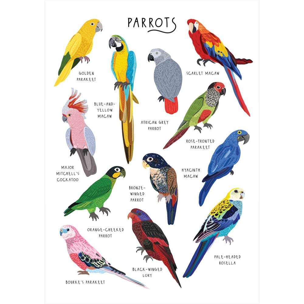 Parrots Greetings Card