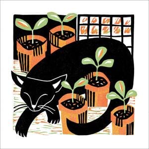 Amongst the Seedlings