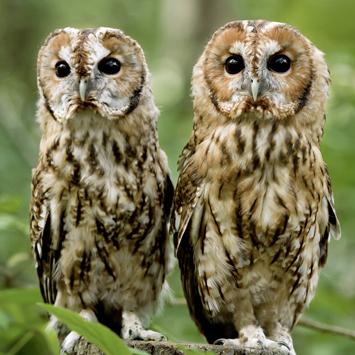 Wildlife Trust Tawny Owls Greeting Card