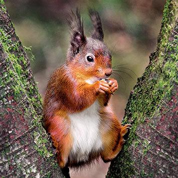 Wildlife Trust Red Squirrel Greeting Card