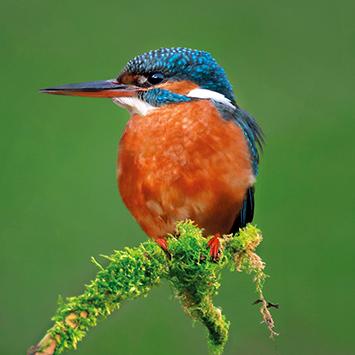 Wildlife Trust Kingfisher Greeting Card