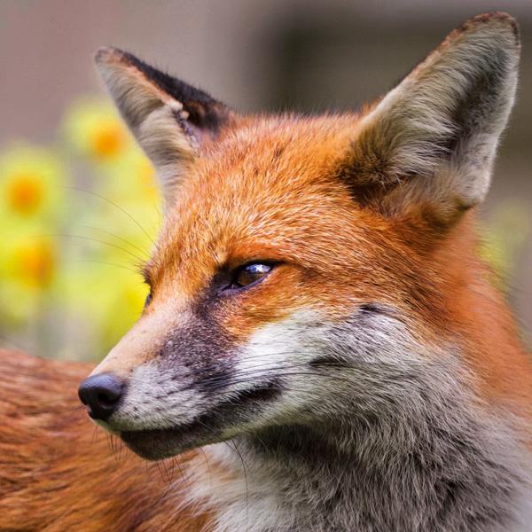 Wildlife Trust Red Fox Greeting card