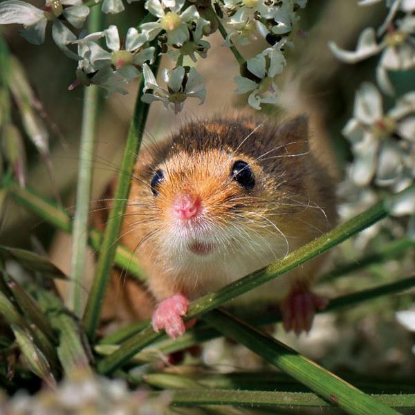 Wild life Trust Harvest Mouse Greeting card