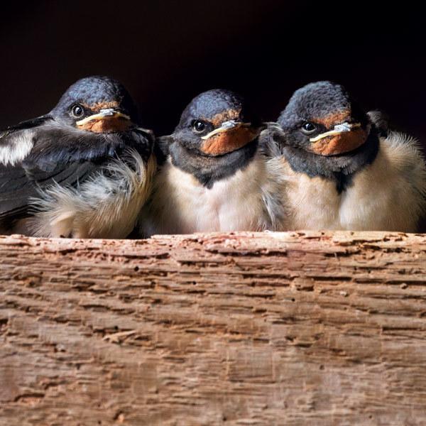 Wildlife Trust Three Swallow Chicks Greeting Card