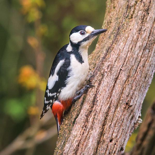 Wildlife Trust Great Spotted Woodpecker Greeting Card